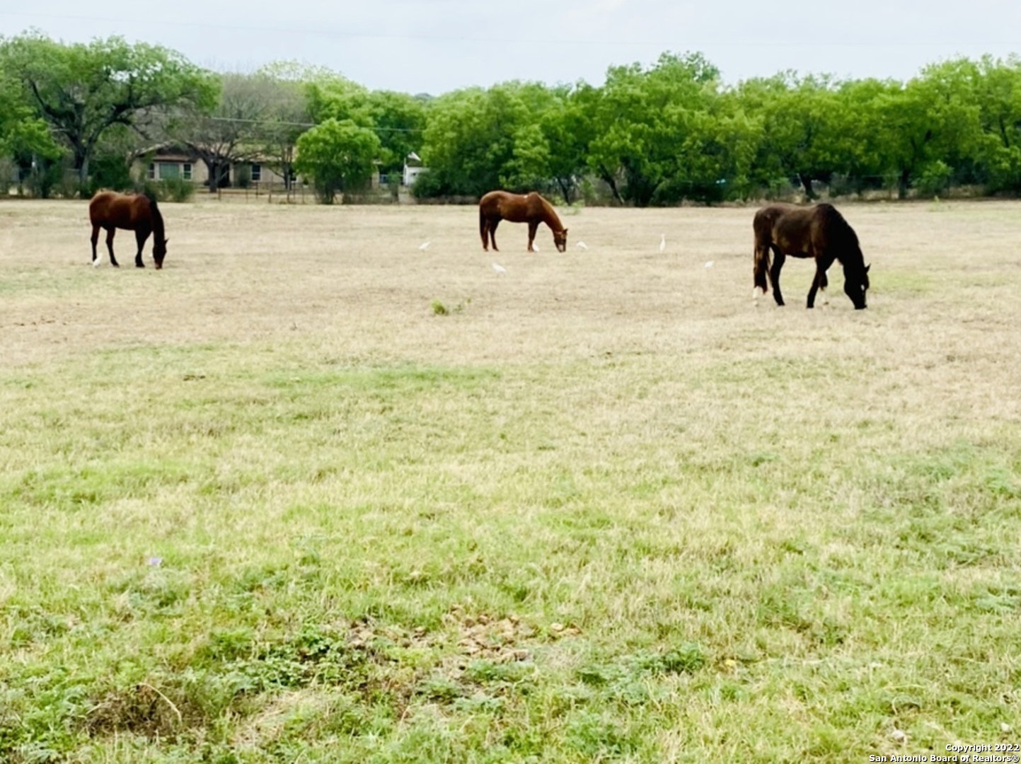 This is a rare opportunity to own a beautiful 5 +/- Acre track near China Grove, just minutes from downtown San Antonio.     Build Your Dream Home! Farm Animals are welcomed!  It's a must see.